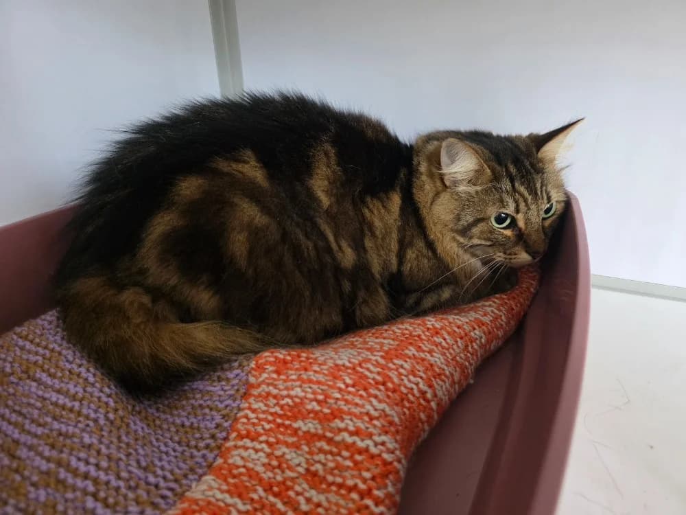 Myrtille, female senior mixed breed for adoption at SPA Plouhinec, Plouhinec
