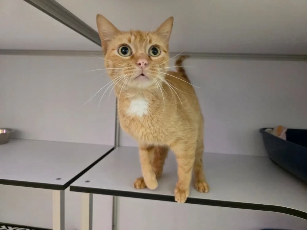Sawyer, female 6yo Mixed Breed for adoption at SPA Plouhinec, Plouhinec