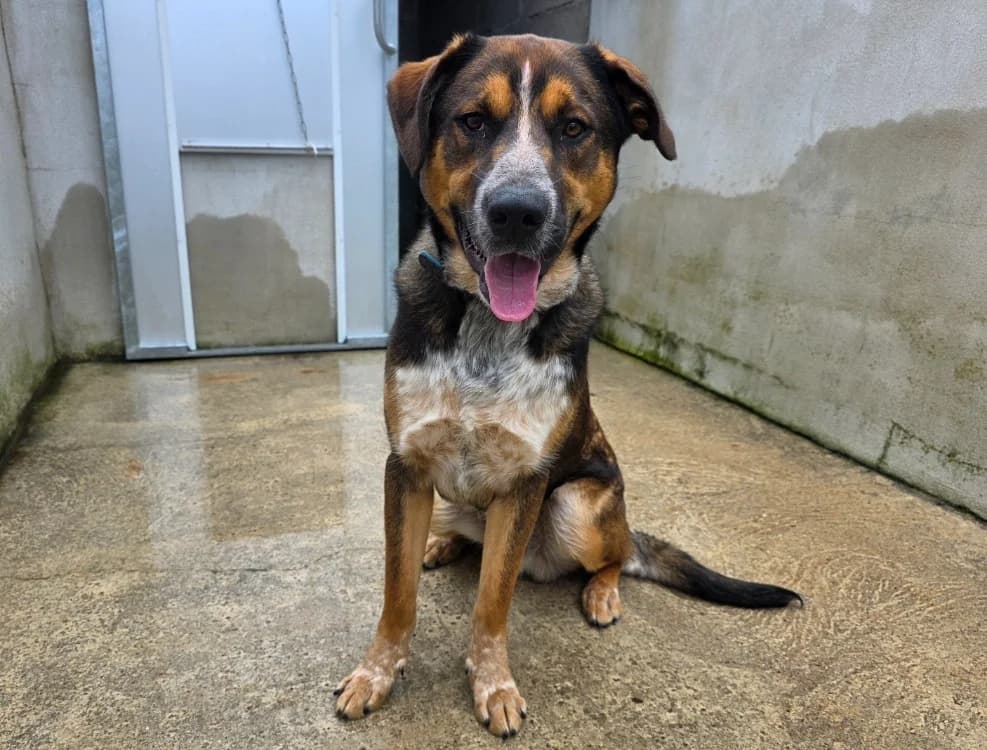 Forest, Mixed Breed (SPA Plouhinec)