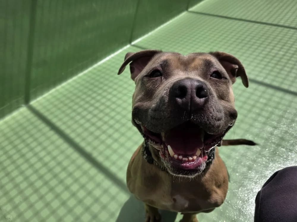 Shakrane, male young American Bully for adoption at SPA Plouhinec, Plouhinec