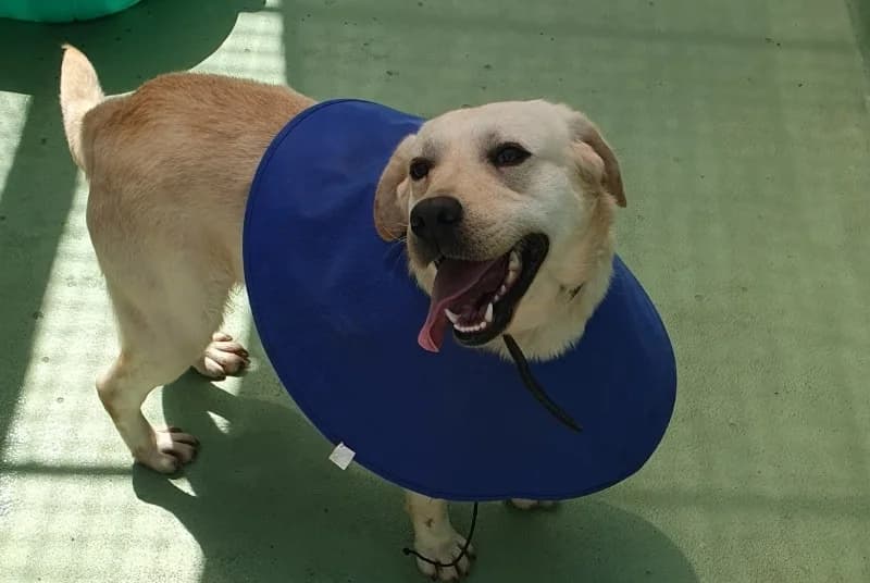 Doug, male 4yo Labrador Retriever for adoption at SPA Plouhinec, Plouhinec