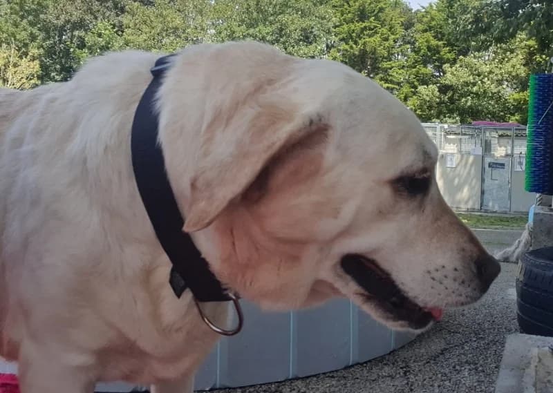 Douguette, female 5yo Labrador Retriever for adoption at SPA Plouhinec, Plouhinec
