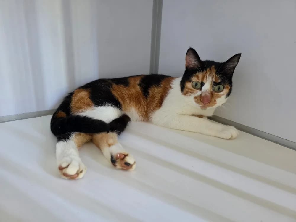 Gitane, female senior Mixed Breed for adoption at SPA Plouhinec, Plouhinec
