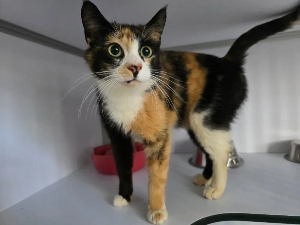Vagabonde, female 3yo Mixed Breed for adoption at SPA Plouhinec, Plouhinec