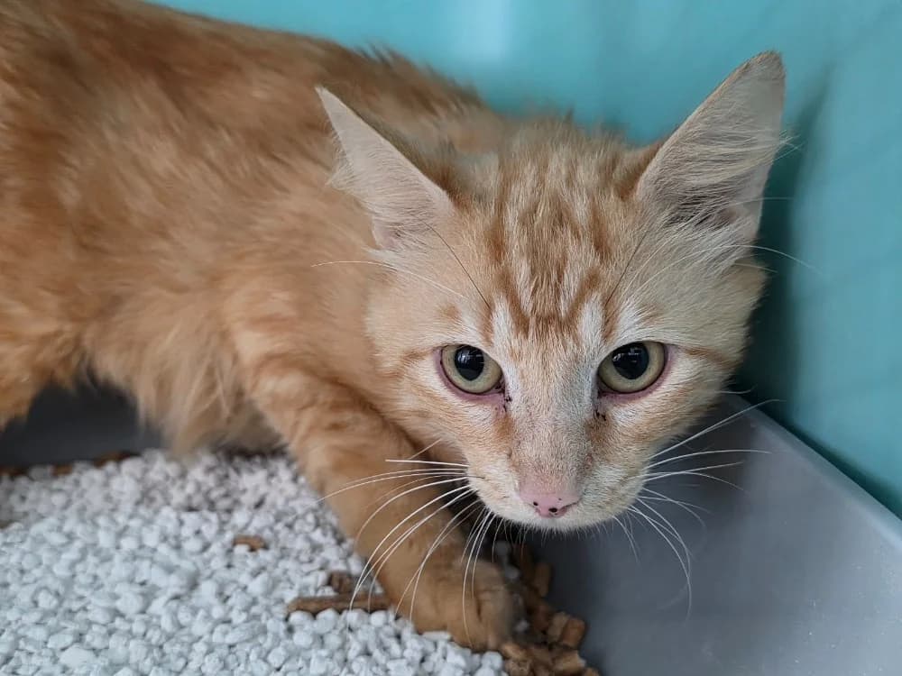 COMTE, male Mixed Breed for adoption at SPA Plouhinec, Plouhinec