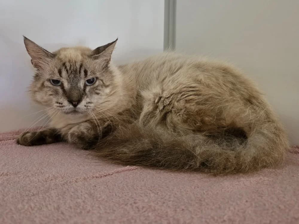 Many, male 4yo Mixed Breed for adoption at SPA Plouhinec, Plouhinec