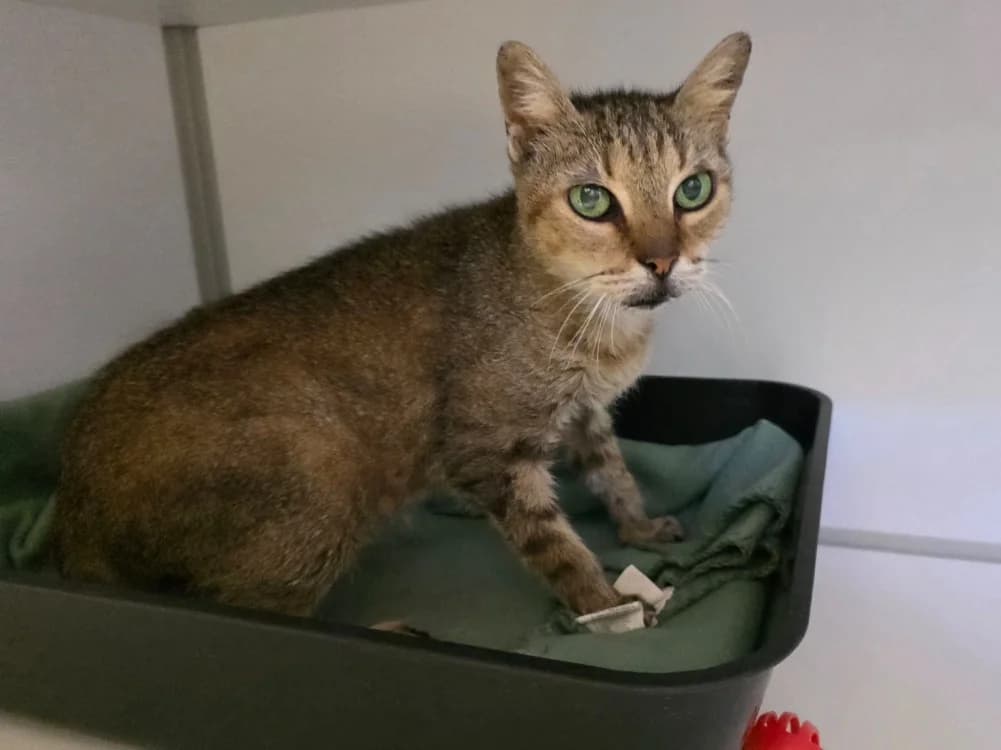 Mounette, female senior Mixed Breed for adoption at SPA Plouhinec, Plouhinec