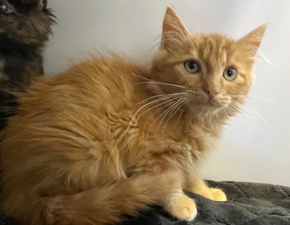 HEOL, Mixed Breed (SPA Rennes)