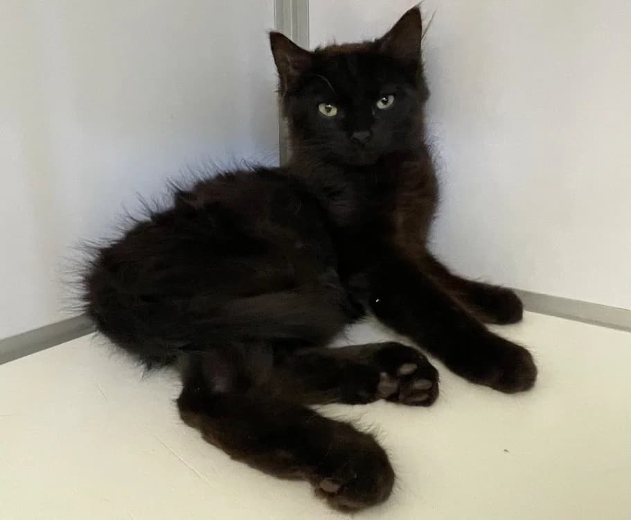 Sand (en cours d'adoption), male Mixed Breed for adoption at SPA Plouhinec, Plouhinec