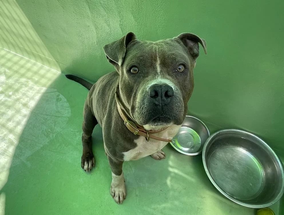 Rafal, male American Staffordshire Terrier for adoption at SPA Plouhinec, Plouhinec