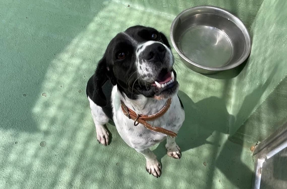 Vixy (en cours d'adoption), female young Beagle for adoption at SPA Plouhinec, Plouhinec