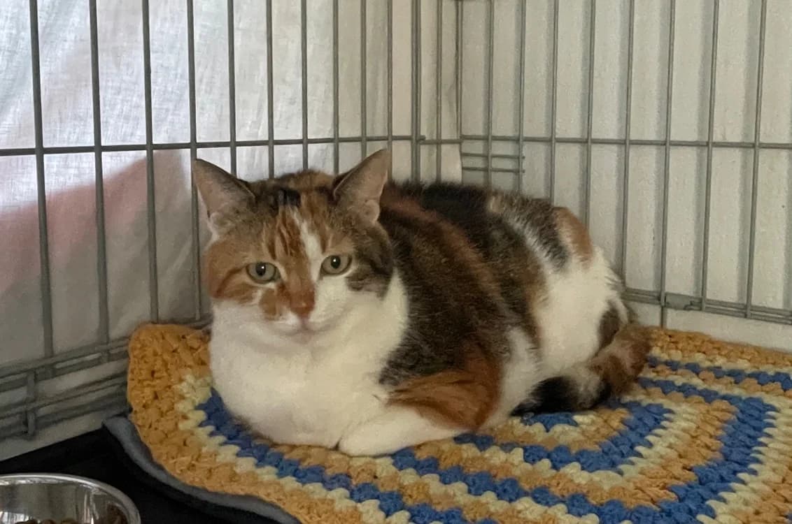 ARMEN, female Mixed Breed for adoption at SPA Plouhinec, Plouhinec