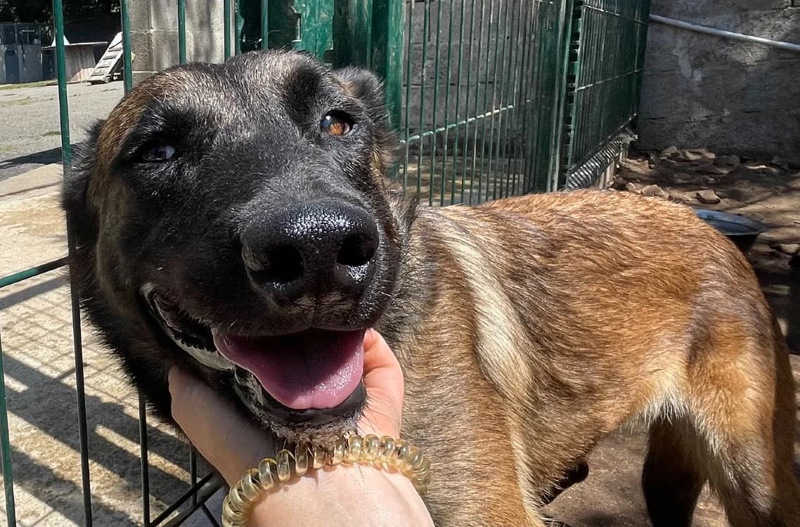 Vérone, female Belgian Malinois for adoption at SPA Plouhinec, Plouhinec