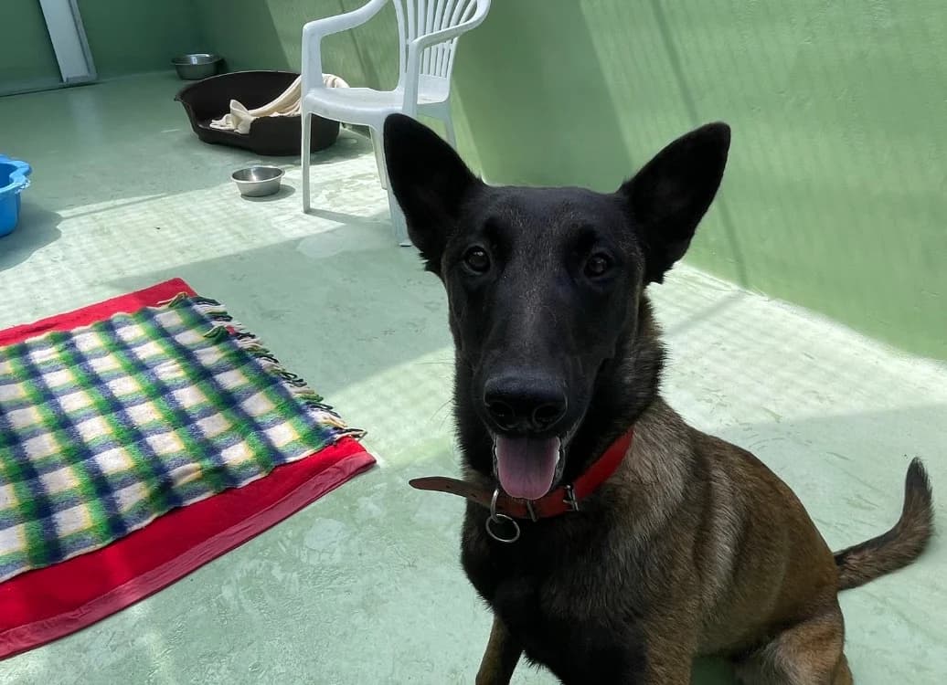 Ama, female Belgian Malinois for adoption at SPA Plouhinec, Plouhinec