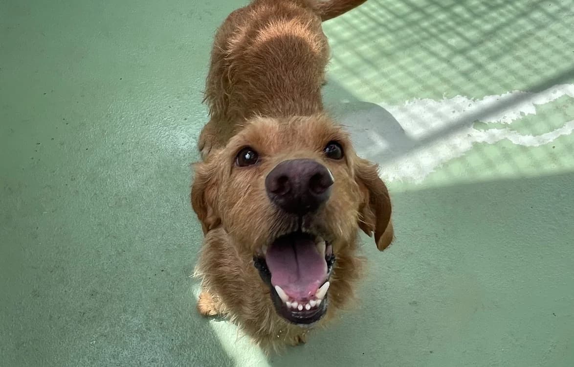 Oz, male 5yo Basset Hound for adoption at SPA Plouhinec, Plouhinec