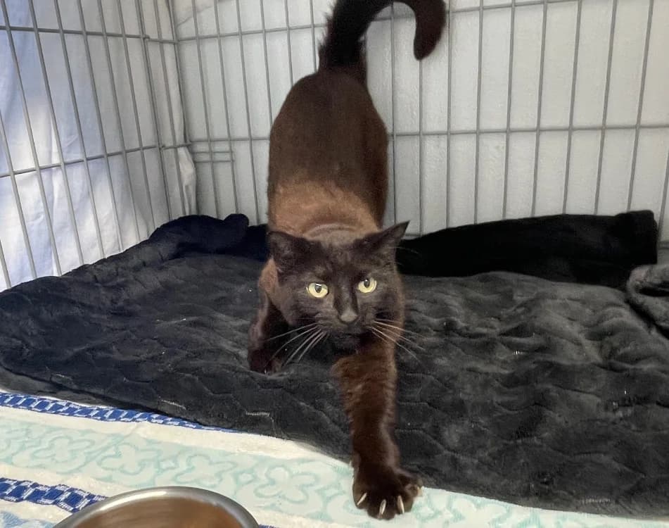 Circé, Mixed Breed (SPA Plouhinec)