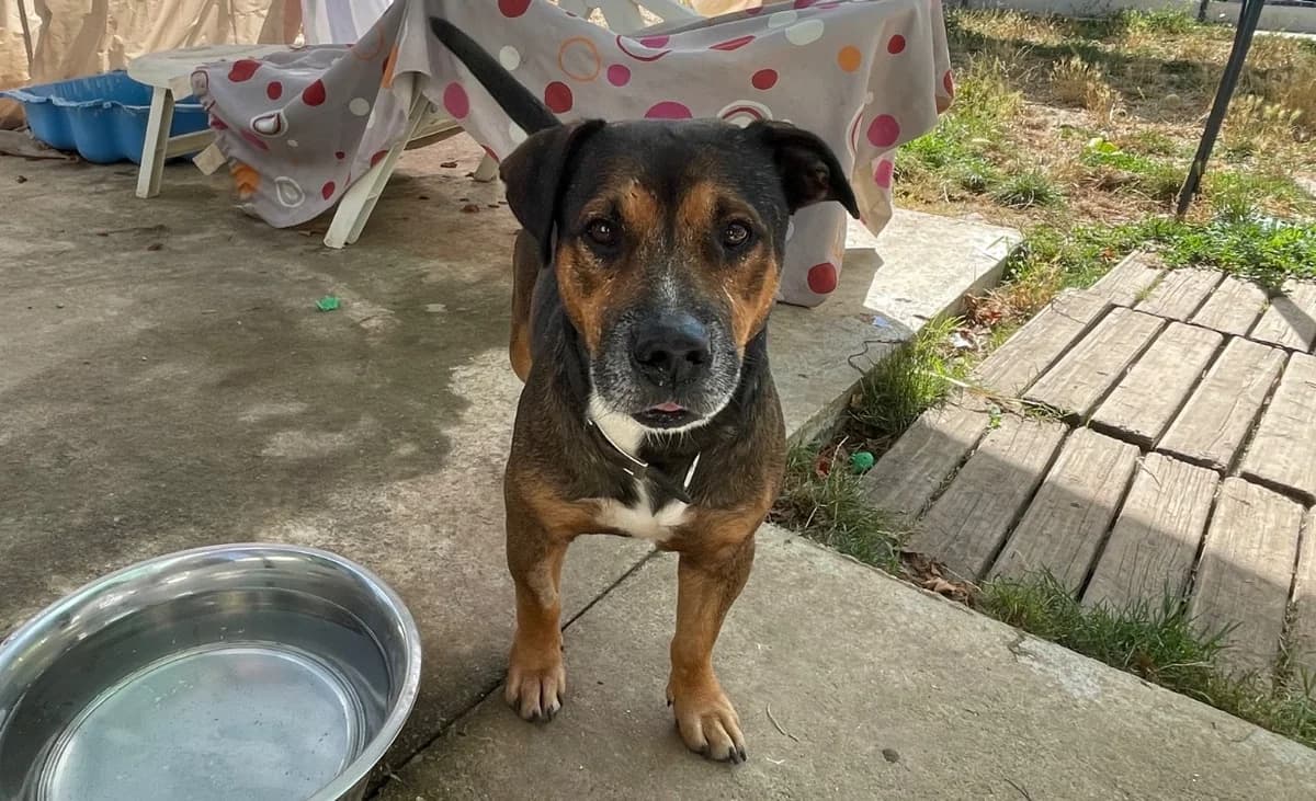 Vagabond, male young Mixed Breed for adoption at SPA Plouhinec, Plouhinec
