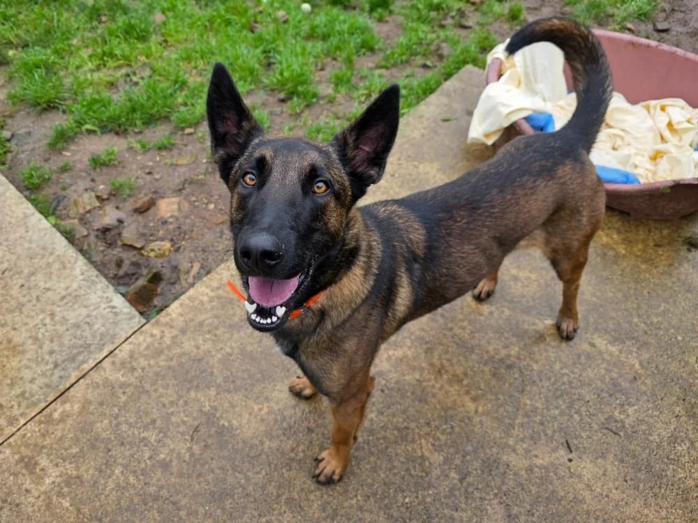 P'tit Lu, male young Mixed Breed for adoption at SPA Plouhinec, Plouhinec