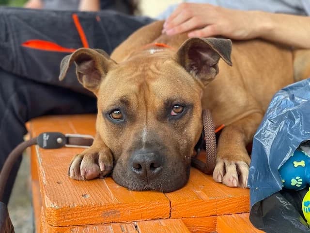RYLLEY, female 5yo American Staffordshire Terrier for adoption at SPA Plouhinec, Plouhinec