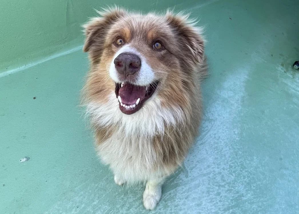 Pago, Australian Shepherd (SPA Plouhinec)