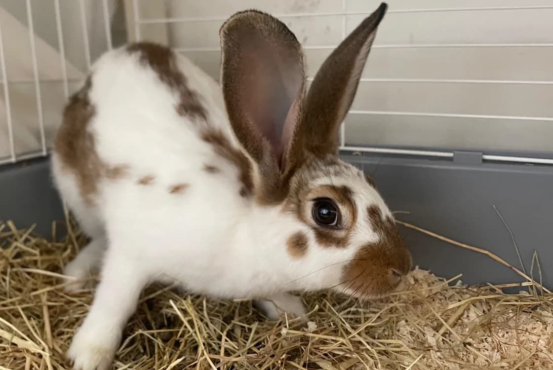 Carotte, female mixed breed for adoption at SPA Plouhinec, Plouhinec