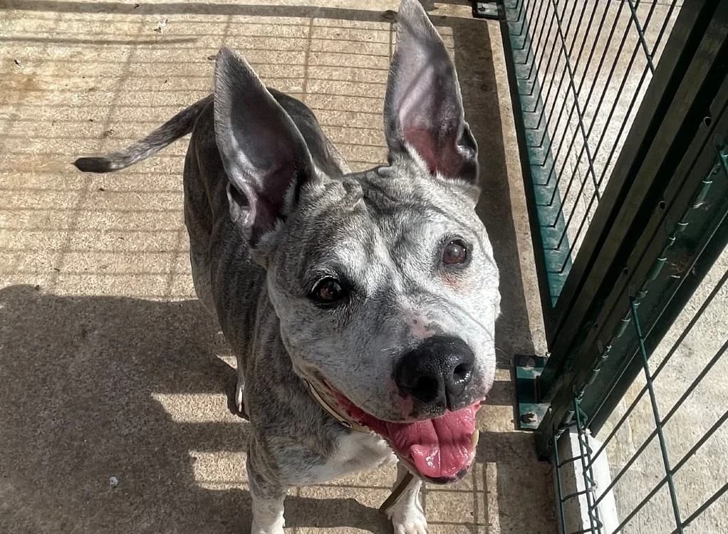 Nikita, female senior American Bully for adoption at SPA Plouhinec, Plouhinec