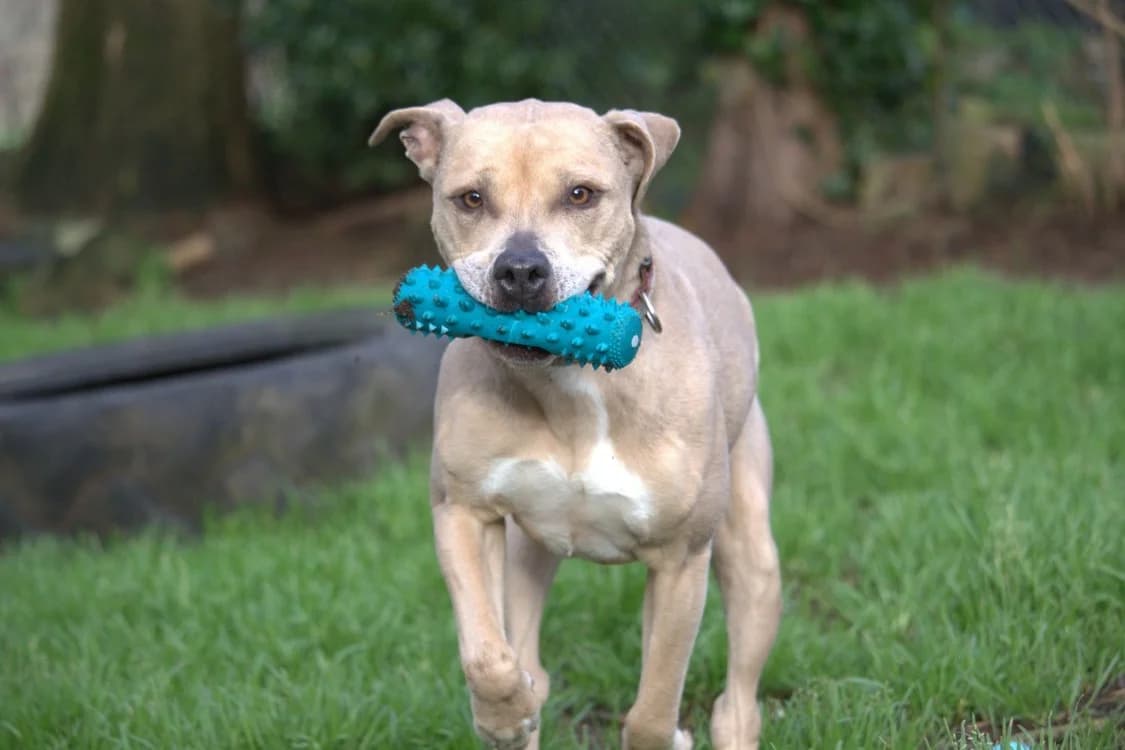 NAWAK, female senior American Staffordshire Terrier for adoption at SPA Plouhinec, Plouhinec