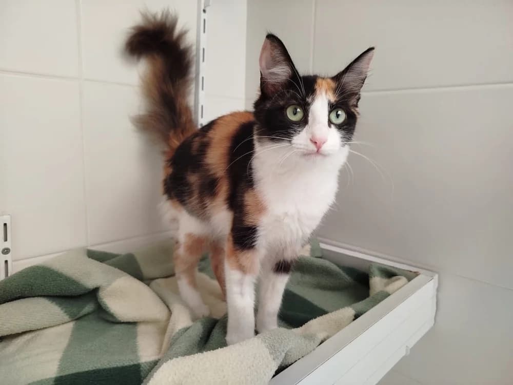 NIJI, female Mixed Breed for adoption at SPA Plouhinec, Plouhinec