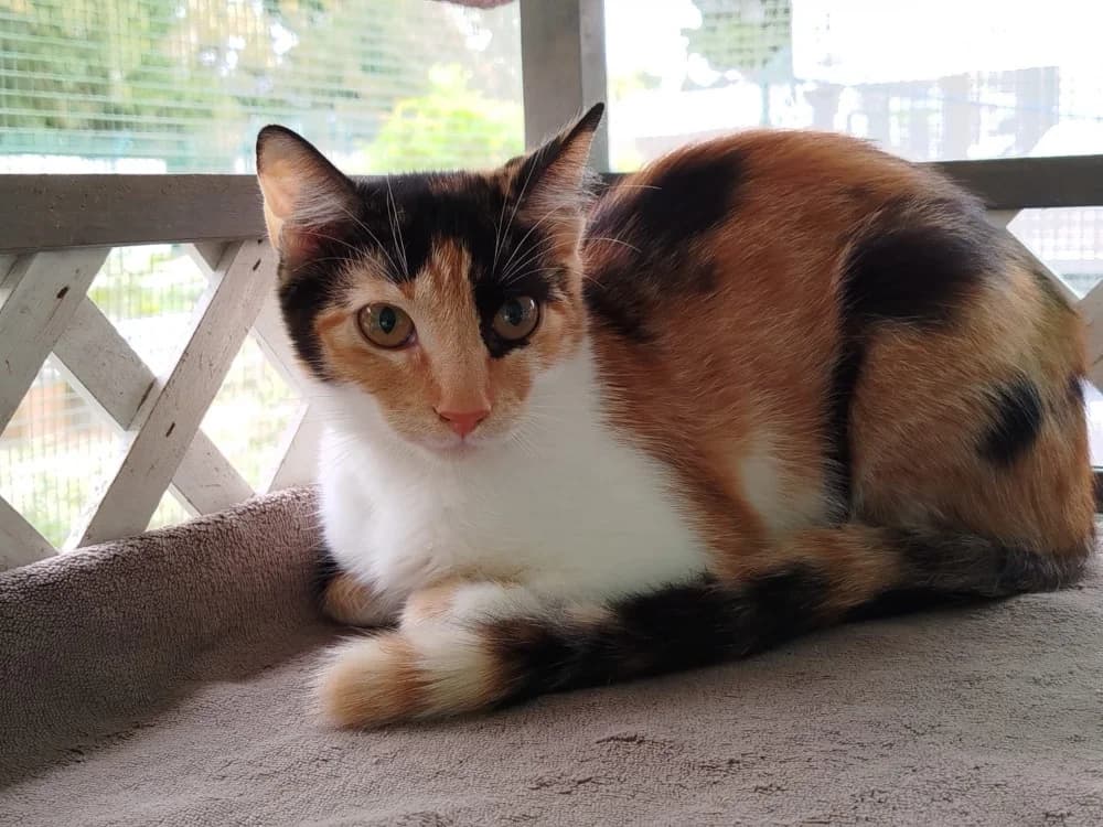 BEKA, female mixed breed for adoption at SPA Plouhinec, Plouhinec
