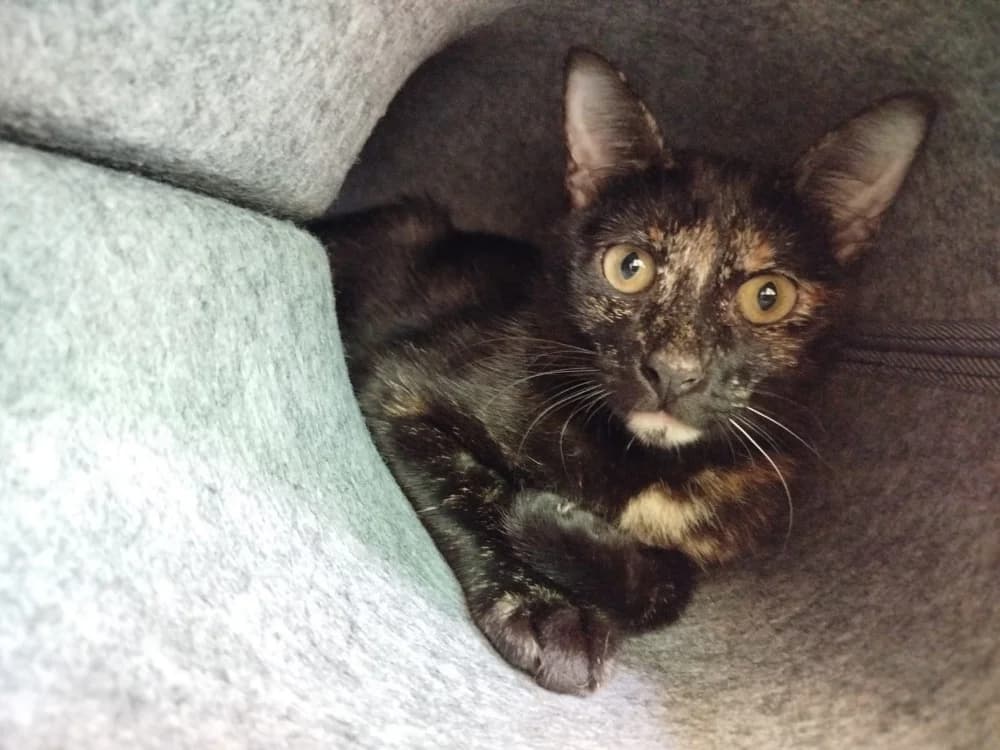 Ahora, female Mixed Breed for adoption at SPA Plouhinec, Plouhinec
