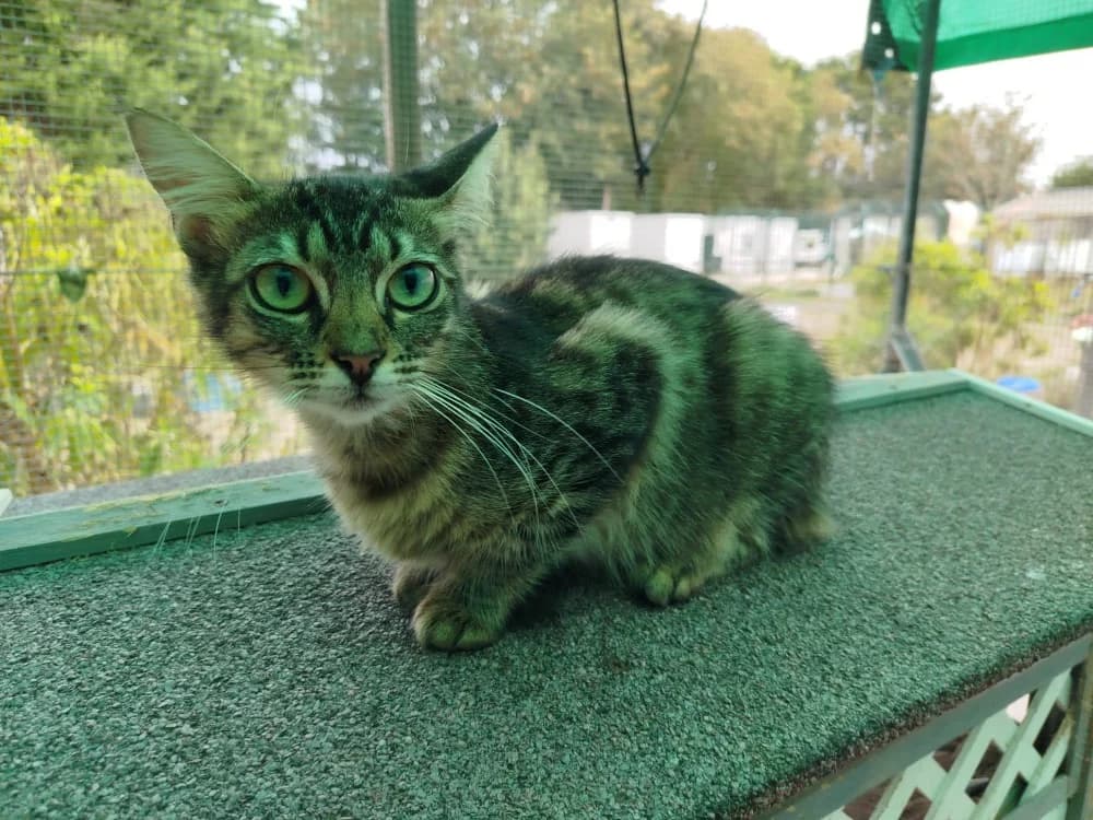 TOUFFIE, female Mixed Breed for adoption at SPA Plouhinec, Plouhinec
