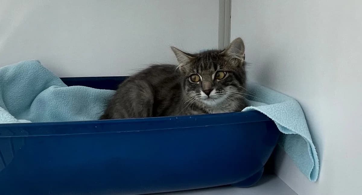 Mana, female mixed breed for adoption at SPA Plouhinec, Plouhinec