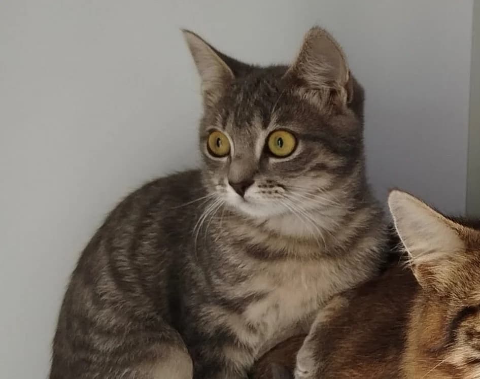 Maeva, female Mixed Breed for adoption at SPA Plouhinec, Plouhinec