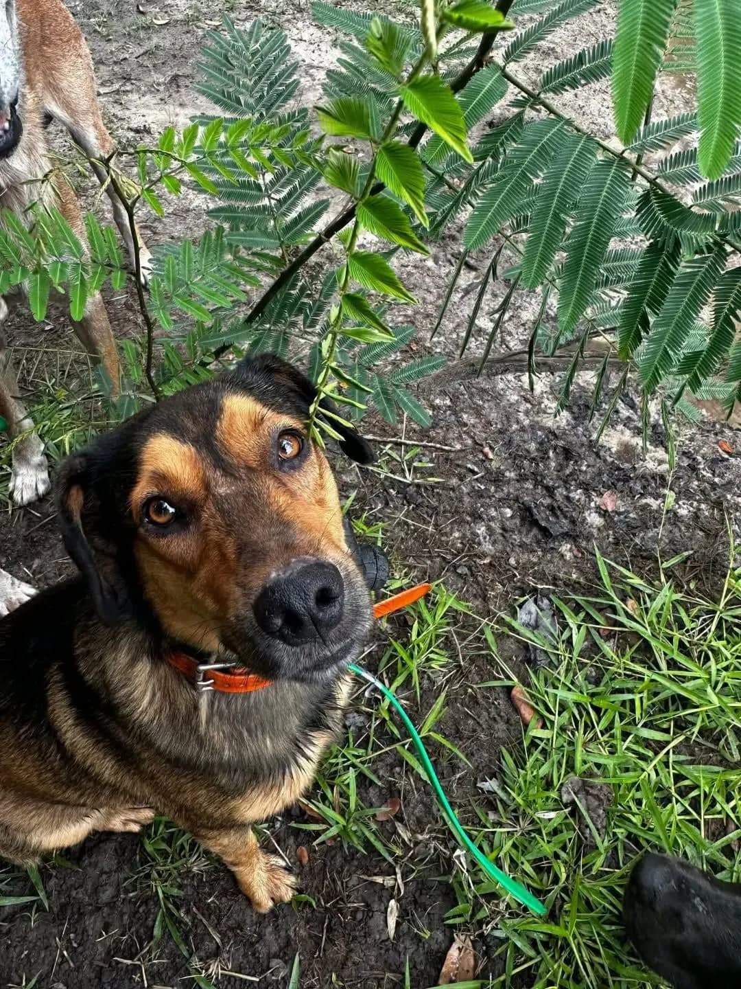 GLS, male Mixed Breed for adoption at SPA Côtes d