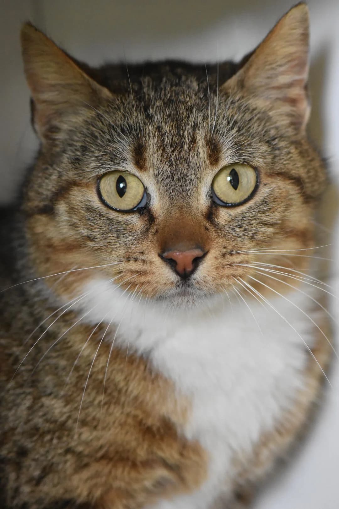 Fay, female Mixed Breed for adoption at SPA Côtes d