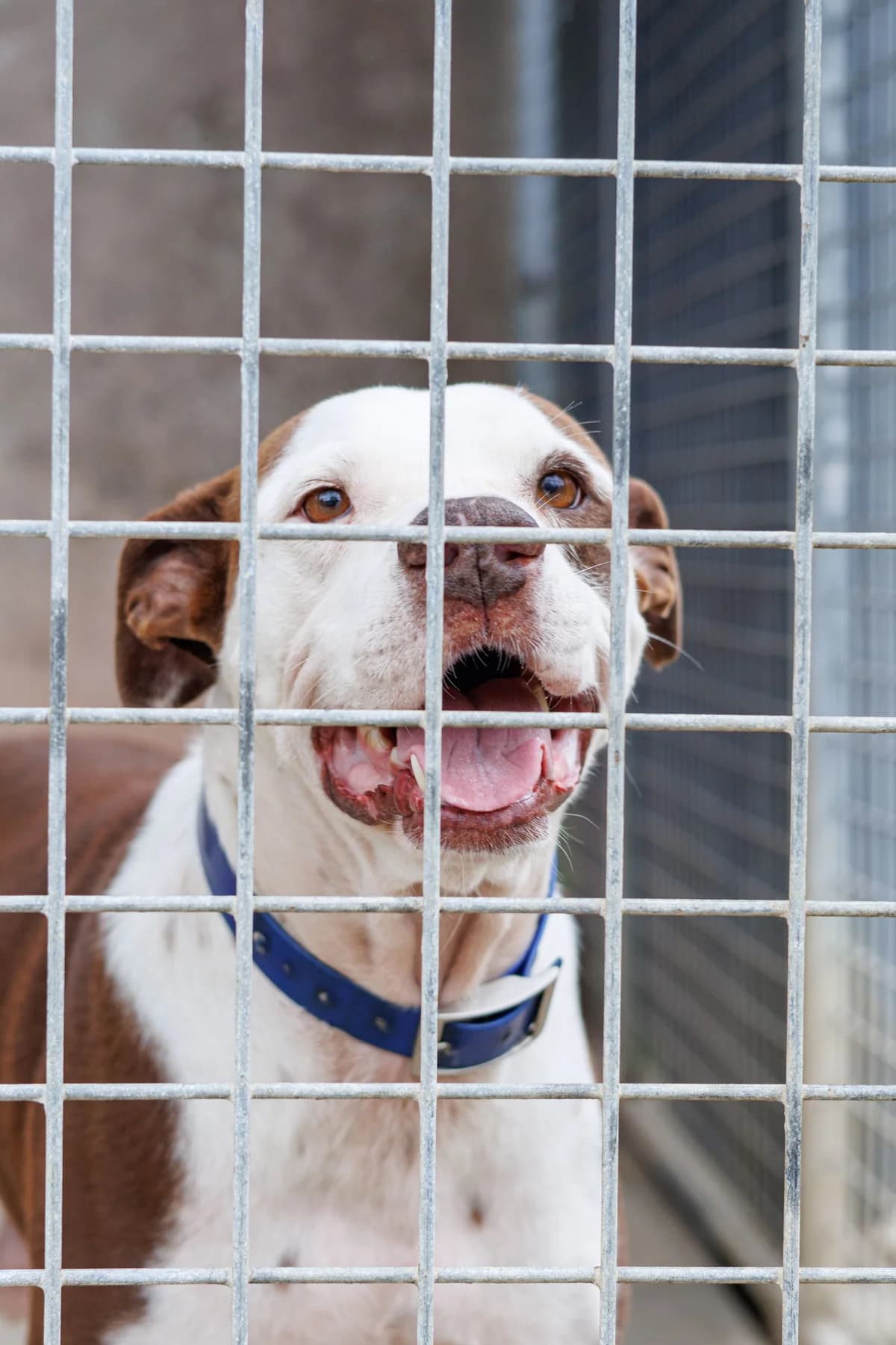 Lal-lo, male Mixed Breed for adoption at SPA Côtes d