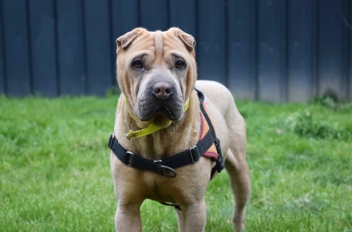 BOURRICOT, male 3yo Shar Pei for adoption at SPA Pornic, Pornic