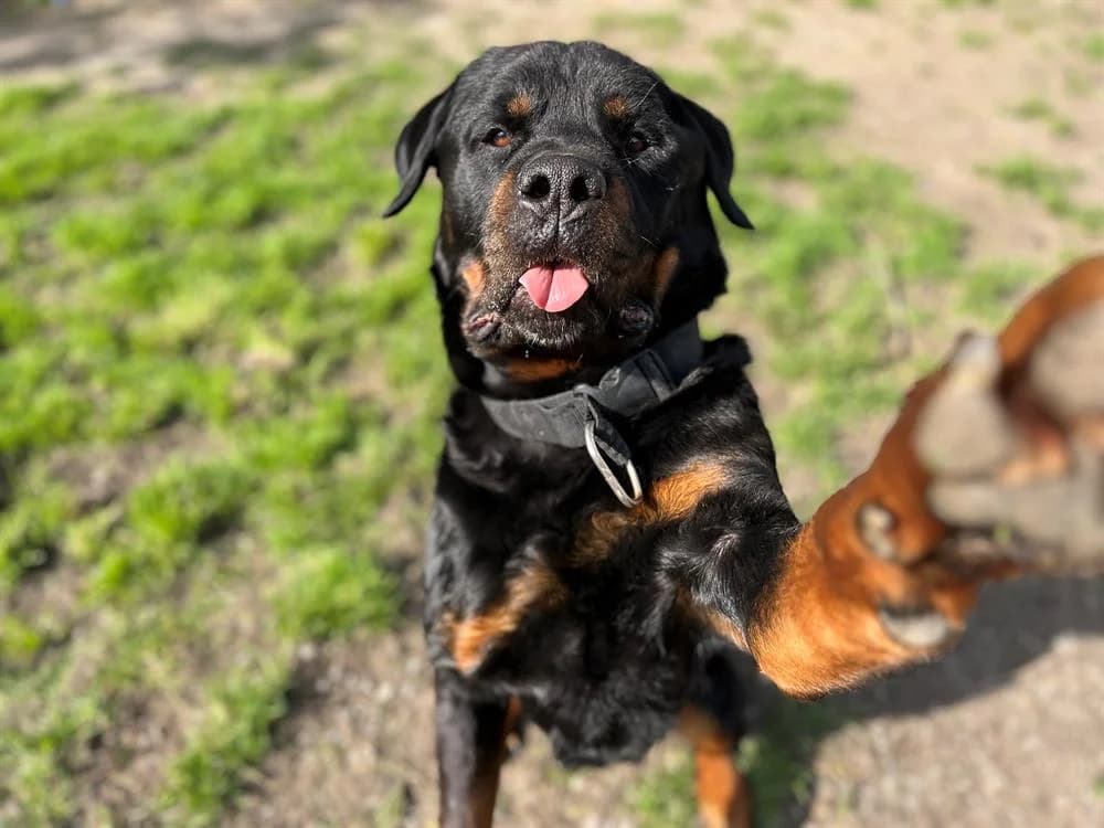 PIMPON, male senior Rottweiler for adoption at SPA Pornic, Pornic