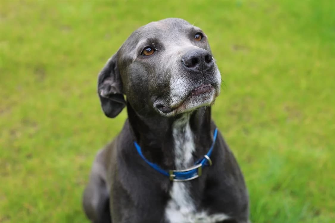 TICKO, male senior Labrador Retriever for adoption at SPA Pornic, Pornic