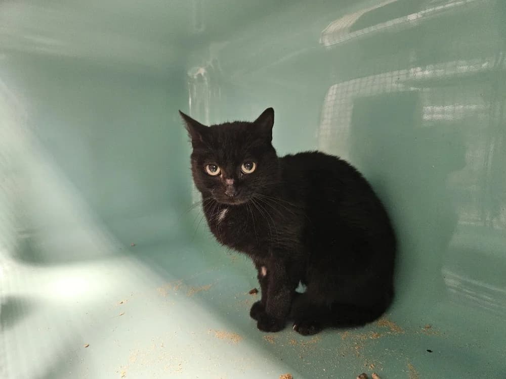 miquette, female 6yo mixed breed for adoption at SPA Pornic, Pornic