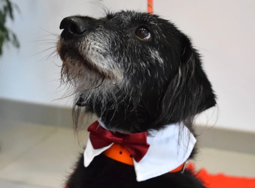 FIDO (RESERVE), male senior Mixed Breed for adoption at SPA Pornic, Pornic