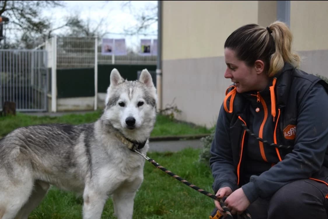 D'jimbo (réservé), male senior Husky for adoption at SPA Pornic, Pornic