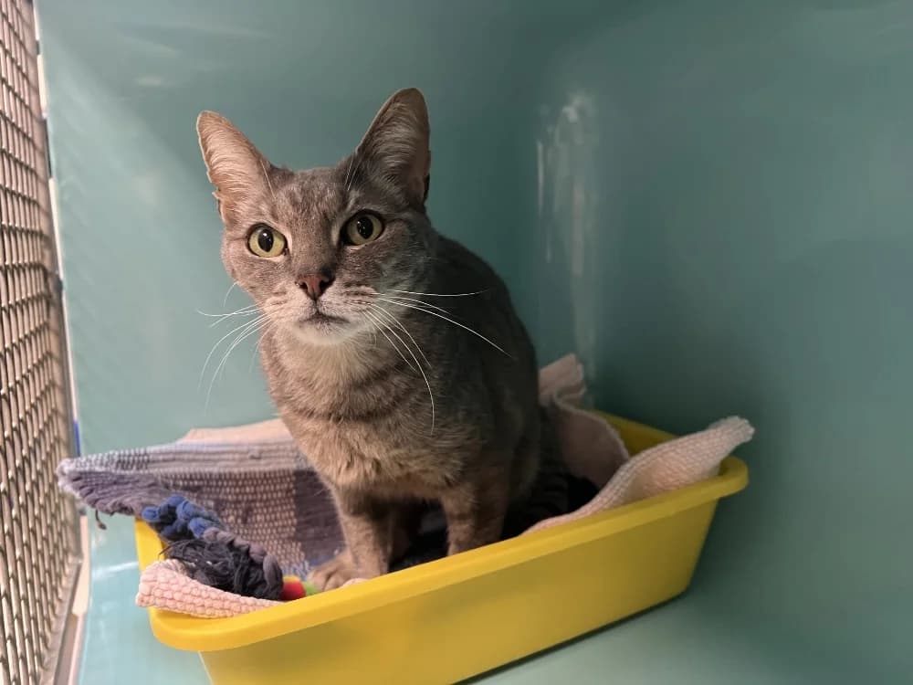 CHARLY, male mixed breed for adoption at SPA Pornic, Pornic