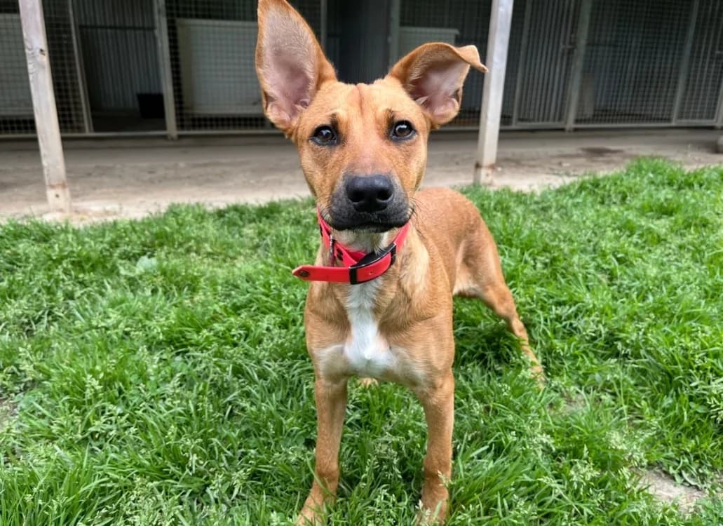 MELO, female Mixed Breed for adoption at SPA Pornic, Pornic