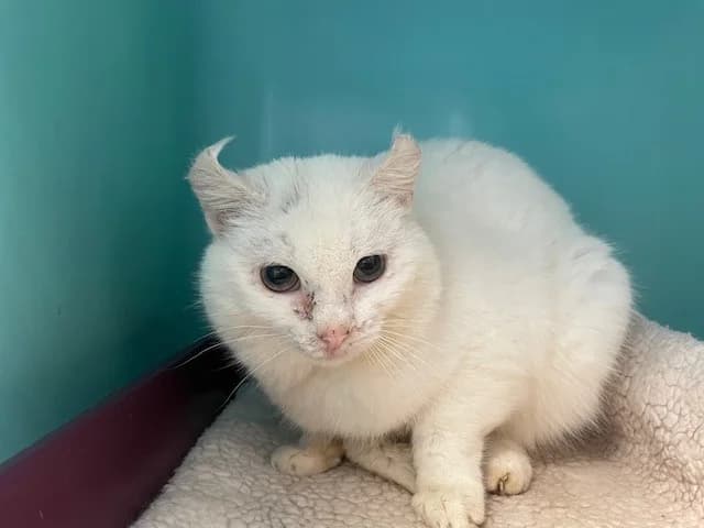 ELVIS, male mixed breed for adoption at SPA Pornic, Pornic