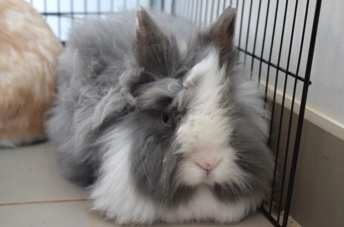 VIOLETTE  ( RESERVEE ), female young mixed breed for adoption at SPA Pornic, Pornic