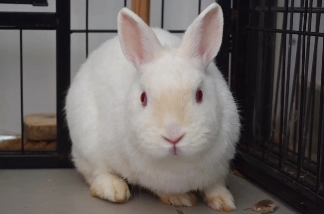 MARGUERITE, female mixed breed for adoption at SPA Pornic, Pornic