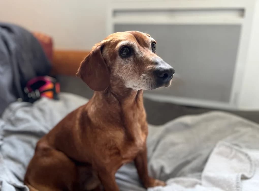 PATO, male senior Dachshund for adoption at SPA Pornic, Pornic