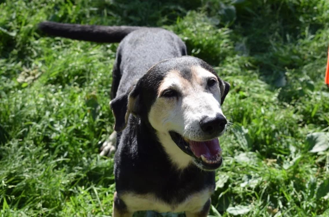 FILOU, male 6yo Jack Russell Terrier for adoption at SPA Pornic, Pornic