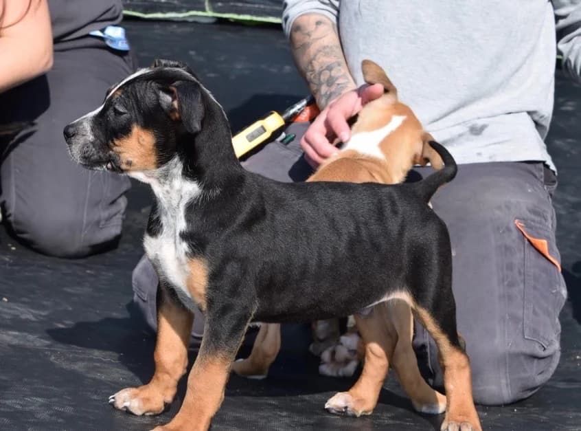 MARCUS, male Mixed Breed for adoption at SPA Pornic, Pornic